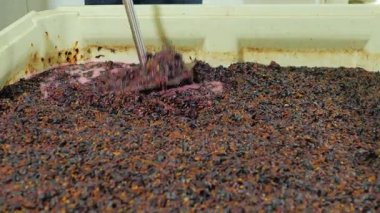 Winery içinde çalışmak. Kap yumruk