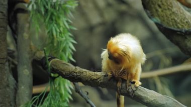 Altın Aslan pembe maymun. O bir ağaç dalı üzerinde oturuyor. Leontopithecus rosalia