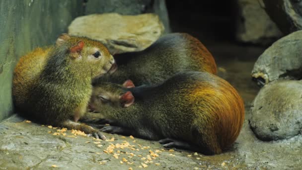 The female Brazilian Agouti feeds the young with milk — Stock Video