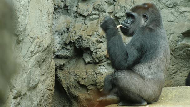 A legtöbb felnőtt gorilla eszik valamit. A sziklás háttér