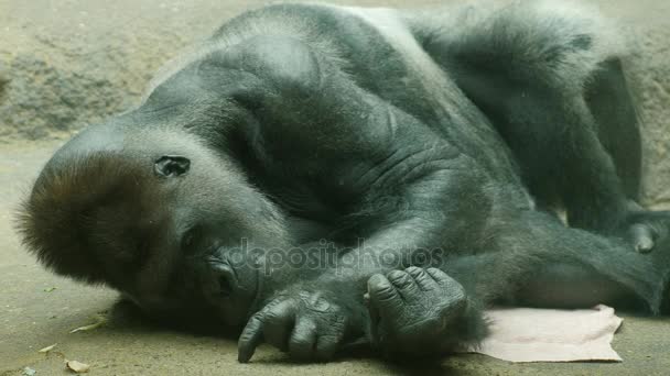 Gran gorila macho acostado en una toalla. Escogiendo su piso — Vídeos de Stock