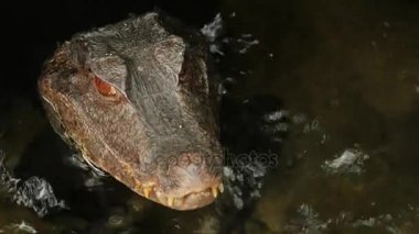 Bir timsah portresi. Suda dondu. Cuviers Caiman cüce