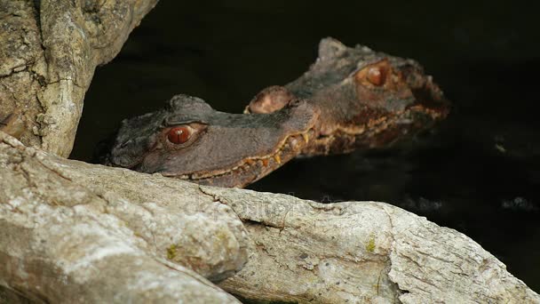 Zwei junge Cuviers Zwergkaiman im Wasser sitzend. caiman almizclado — Stockvideo