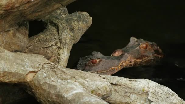 Twee jonge Cuviers gladvoorhoofdkaaiman zitten in water. Kaaiman almizclado. Zoom video — Stockvideo