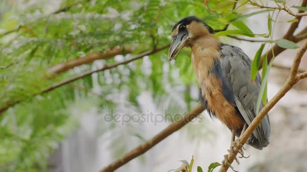 Boat-biller Heron. He is sitting in the branches of a tree — Stock Video