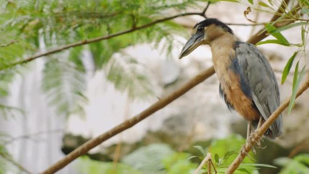 Uccello esotico seduto tra i rami di un albero vicino alla cascata. Barca-biller Airone . — Video Stock