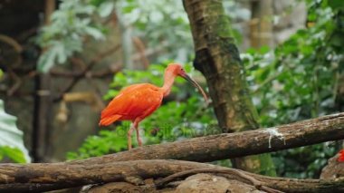 -Kızıl aynak ve Heron ağaçlarda egzotik tropikal kuşlar