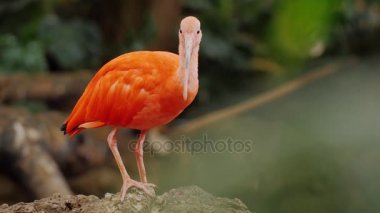 Güzel egzotik kuş kırmızı. Kızıl aynak