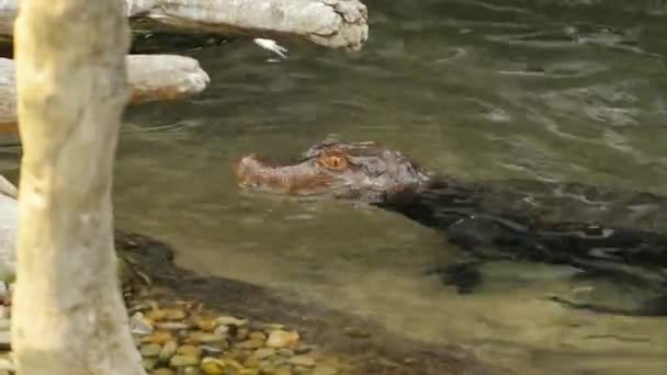 Zwergkaiman frisst eine Maus. Krokodil im Wasser alte Äste. Schwalben fressen Beute — Stockvideo