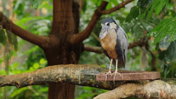 Boat-biller Heron. He is sitting in the branches of a tree — Stock Video