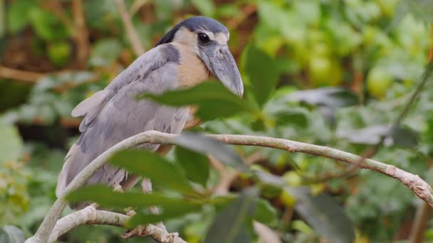 Boat-biller Heron. He is sitting in the branches of a tree. Close-up — Stock Video