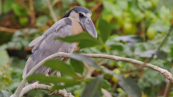 Barca-biller Heron. E 'seduto tra i rami di un albero. Primo piano — Video Stock