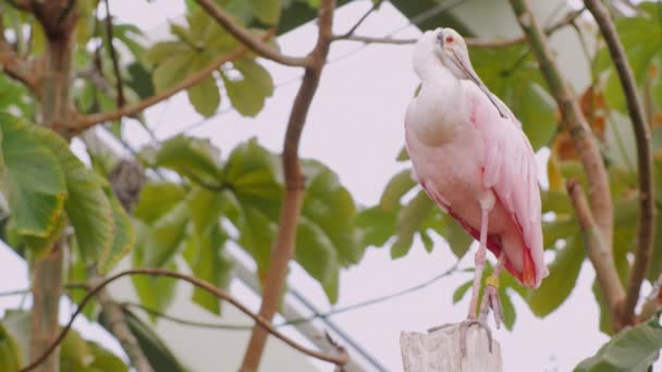 Pájaro rosa exótico. Espátula rosada — Vídeo de stock