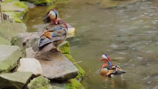 Un par de Pato Mandarín limpia cuidadosamente las plumas — Vídeo de stock