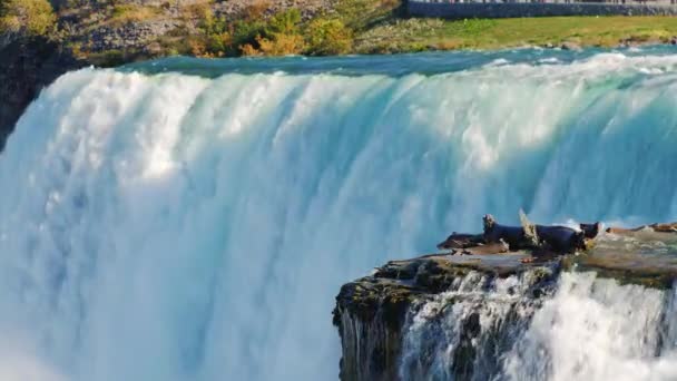 Стена воды Ниагарского водопада — стоковое видео