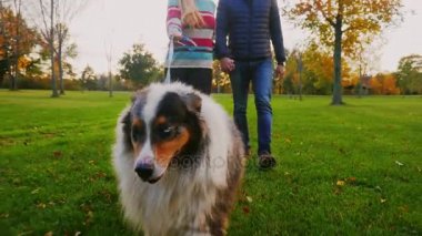 El ele tutuşarak, parkta bir köpek ile yürüme genç Çift