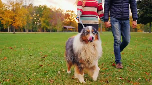 Australian Shepherd en un paseo con los anfitriones. Al atardecer en el parque de otoño — Vídeos de Stock