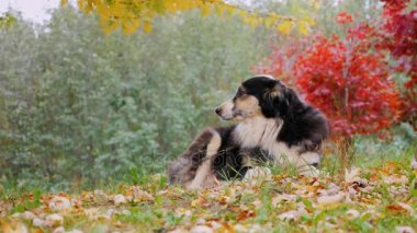 İçinde belgili tanımlık yarda yalan Avustralya çoban köpeği.