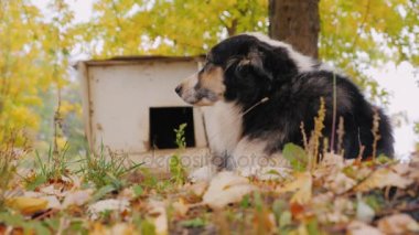 Avustralyalı çoban onun kabin dır. Muhafızları