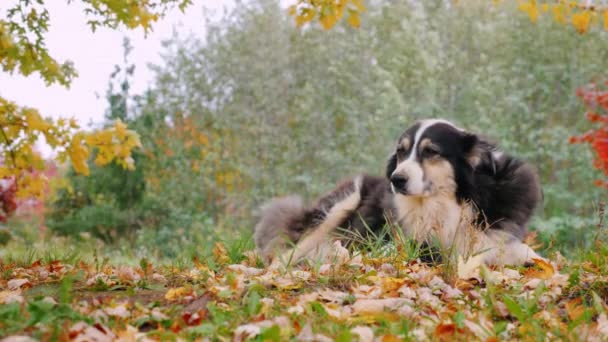 Köpek doğurmak Avustralyalı çoban bahçede dinleniyor. Sonbaharda ağaçlar sararma arka planı — Stok video