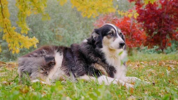 Meest volwassen herder is in de herfst tuin — Stockvideo