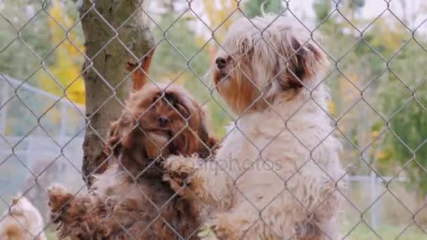 Собаки разводят гаванцев, смотрят из ограды питомника и ждут хозяина — стоковое видео