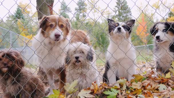 Σκυλιά Διαφορετικών φυλών στην φυλακή ρείθρων ή ζώο ράφι. Κοιτάξτε ένα τρόπο και ο φλοιός — Αρχείο Βίντεο