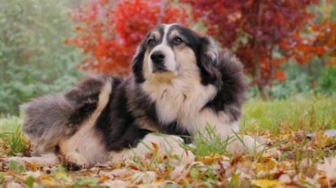 Yetişkin Avustralyalı çoban bahçede sonbaharda yalan. Tarafından bakıyor