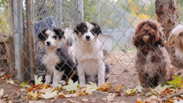 Hermosos cachorros de raza Havanese mirar a través de la perrera o valla de refugio — Vídeos de Stock