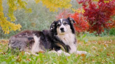 Safkan Avustralyalı çoban çim üzerinde yalan. Sonbahar ağaçlar arka planı