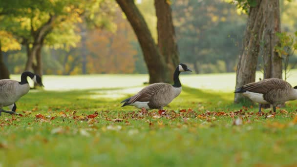 Canada Geese fun to go one by one long line. Em um prado verde em um dia de queda clara pouco antes do pôr do sol — Vídeo de Stock