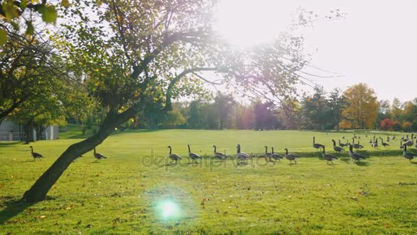 På grön äng promenader flock kanadagäss. Klar höstdag, vid solnedgången. Park i Buffalo, Usa — Stockvideo