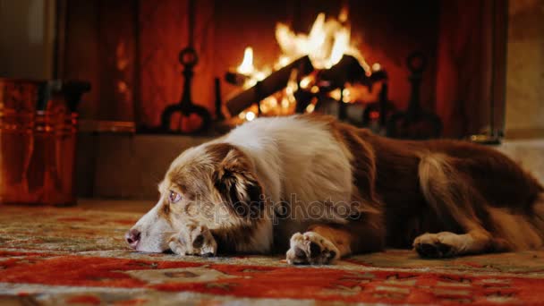 Australian Shepherd lying in a cozy house near the fireplace — Stock Video