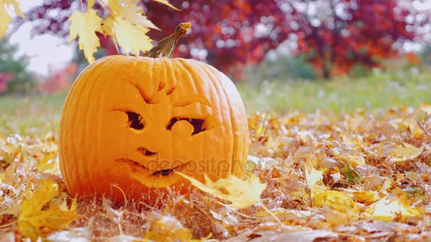 Dekoration für Halloween. Kürbis mit geschnitztem Gesicht liegt auf gelben Blättern im Herbstgarten — Stockvideo