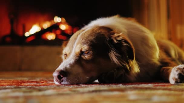 Милая собака дремлет в уютном доме рядом с камином — стоковое видео