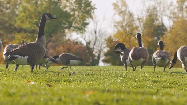 Gansos de Canadá pastando en el prado verde. En uno de los parques en Buffalo, Estados Unidos — Vídeo de stock