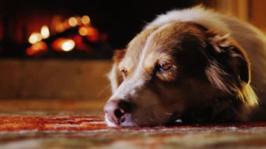 Evin içinde şömine bir arka plan üzerinde dinlenme Avustralya çoban köpeği portresi