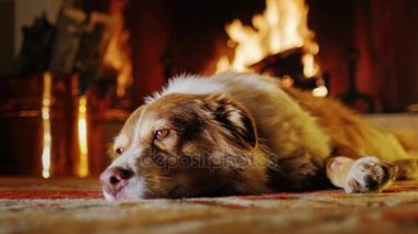 Köpek yakacak odun ve kova ile bir şömine bir arka plan üzerinde yatıyor. Coziness ve konfor, sıcak ev