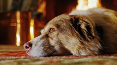 Binanın içinde yerde yatan bir köpek. Şömine arka planı, rüyalar