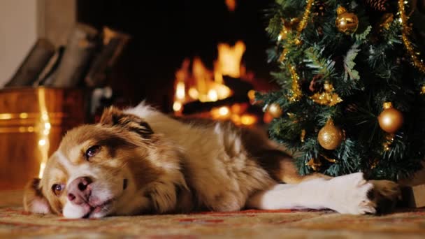 De hond ligt in de buurt van een kerstboom op de achtergrond van een brandende open haard. — Stockvideo