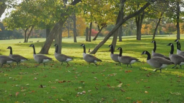 Canada Geese diversão para ir atrás uns dos outros. No prado verde em um Buffalo Parques Estados Unidos — Vídeo de Stock