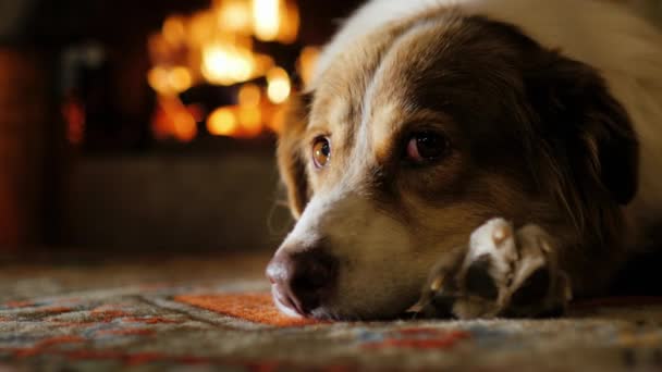 Porträtt av Australian Shepherd, schaktning nära eldstaden — Stockvideo