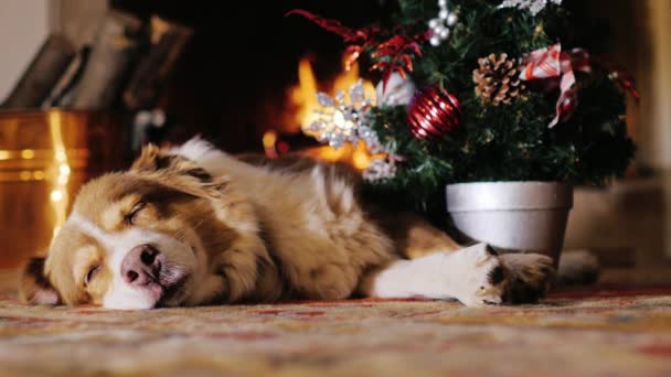 Todos recebem presentes para o Natal. Até um cão de estimação . — Vídeo de Stock