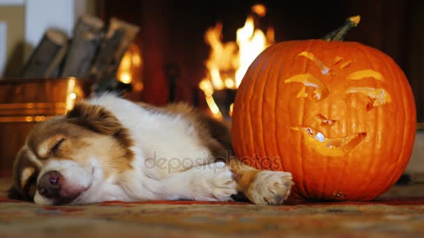 Kutya szunyókált közelében egy faragott sütőtök. A háttérben égő tűzhely. Ősszel és a Halloween — Stock videók