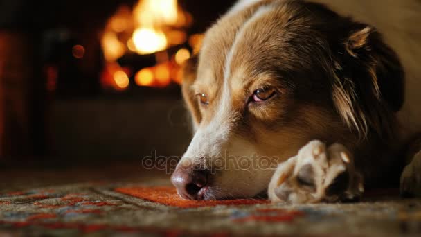 Portrait of Australian Shepherd, dozing near the fireplace — Stock Video