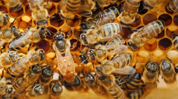 A abelha rainha rodeada de abelhas: que apoiam e alimentam — Fotografia de Stock