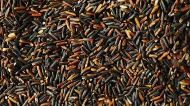 Black rice falls from the top, is rotated. Diet food — Stock Video