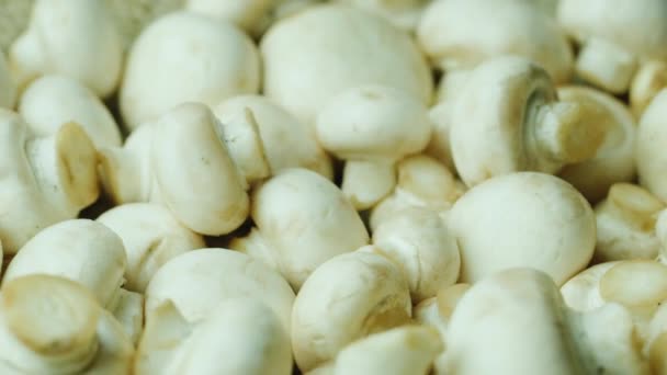 Myjí a připravené k kuchař bílé houby — Stock video