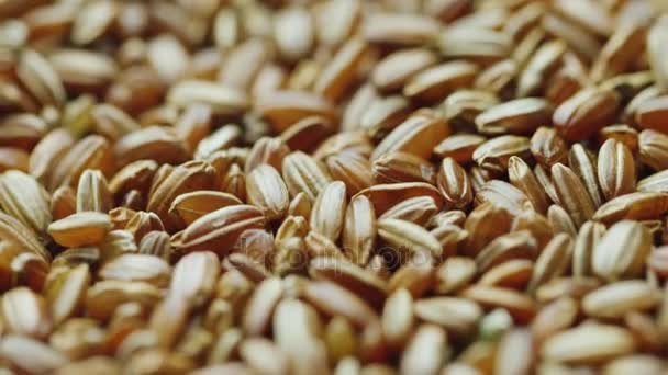 Granos elección de arroz rojo. Dieta comida saludable — Vídeo de stock