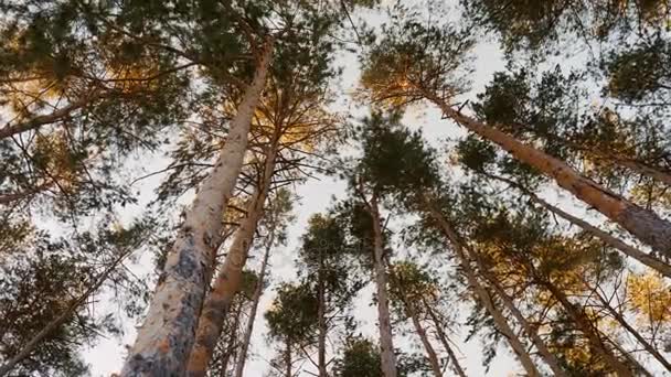 Bosque de pino de ciruela. Disparar gran angular desde la parte inferior hasta la cámara girando — Vídeos de Stock